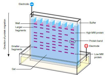 Database Image